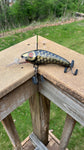 Black & Gold Shiner - Black Belly - 5KOS