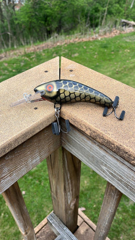 Black & Gold Shiner - Black Belly - 5KOS