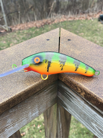 Perch - Orange Belly - 5KO
