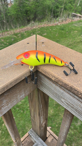 Orange Tiger - Chartreuse Belly - 5KOS