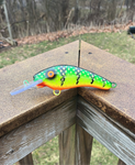 Green Bay Perch - Orange Belly - 5KO