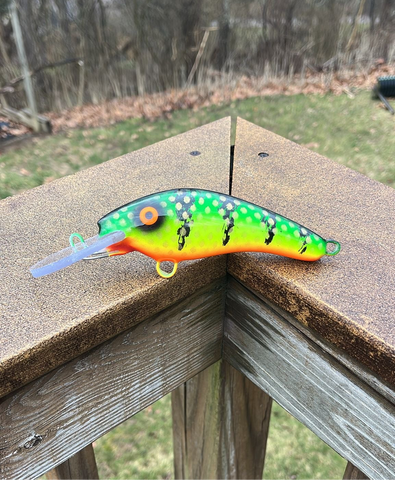 Green Bay Perch - Orange Belly - 5KO