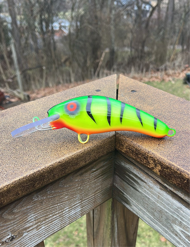 Fire Tiger - Orange Belly - 5KO