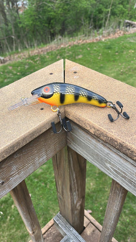 Midnight Perch - Yellow Belly - 5KOS