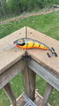 Brown Perch - Orange Belly - 5KOS