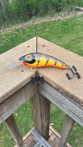 Brown Perch - Orange Belly - 5KOS
