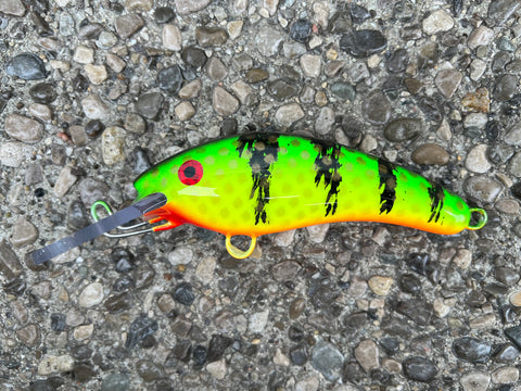 Hot Perch - Orange Belly - 5KO