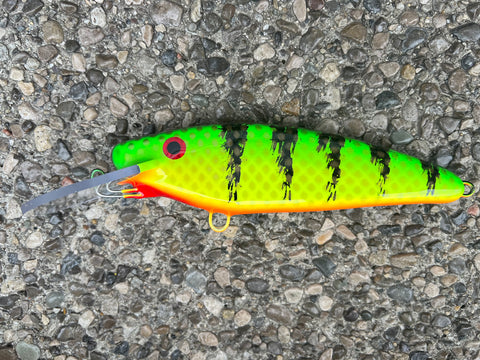 Hot Perch - Orange Belly - 7SS