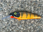 Brown Perch - Orange Belly - 7SS