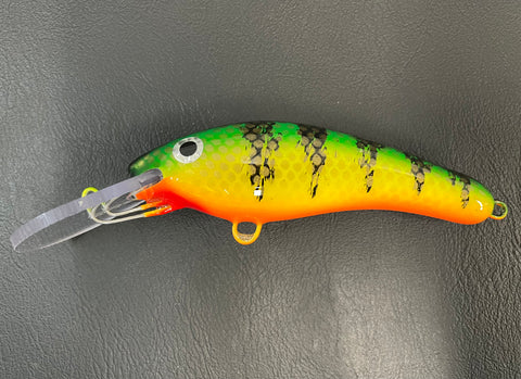 Ambiguous Perch - Orange Belly - 6KO