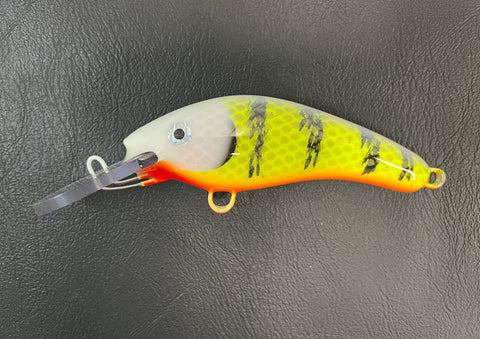 Pale Face Perch - Orange Belly - 5K0