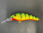 Hot Perch - Orange Belly - 6KO