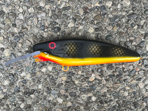 Black Perch - Orange Belly - 7SS