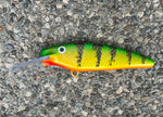 Ambiguous Perch - Orange Belly- 7SS