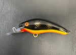 Black Perch - Orange Belly - 5KO