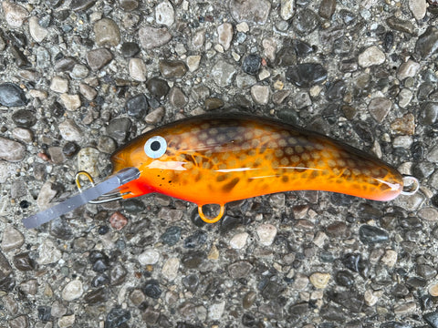 Walleye - Orange Belly - 5KO