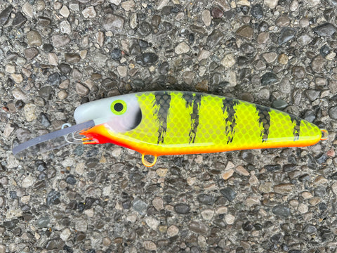 Pale Face Perch - Orange Belly - 7SS