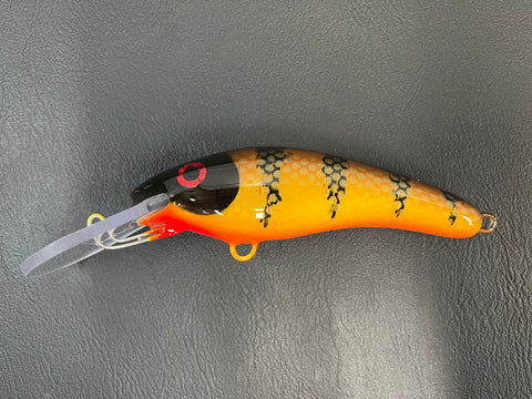 Brown Perch - Orange Belly - 6KO