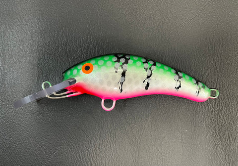 Seafoam Perch - Pink Belly - 5KO