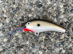 Gizzard Shad - White Belly - 5KO