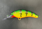 Ambiguous Perch - Orange Belly - 5KO