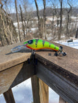 Hot Perch - Orange Belly - 5KOS