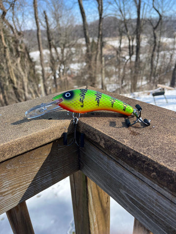Hot Perch - Orange Belly - 5KOS