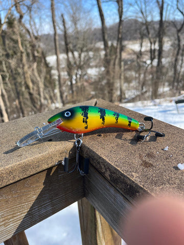 Classic Perch - Orange Belly - 5KOS