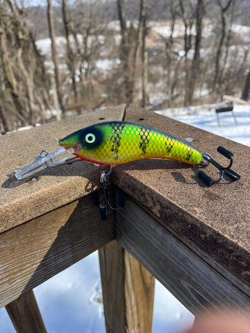 Ambiguous Perch - Orange Belly - 5KOS