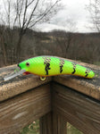 Fluorescent Perch - Orange Belly - 6SH