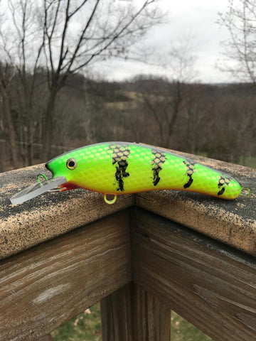 Fluorescent Perch - Orange Belly - 6SH