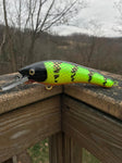 Hot Perch - Orange Belly - 6SH