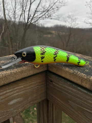 Hot Perch - Orange Belly - 6SH