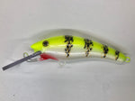 Shock Perch - White Belly