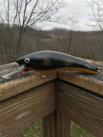 Black Perch - Orange Belly - 6Sh