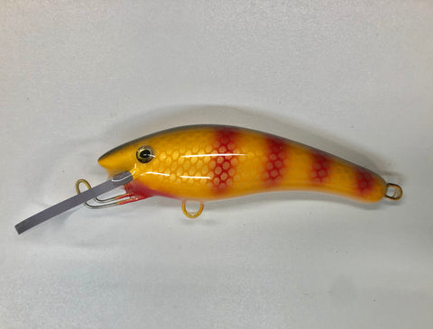 Red Bar Perch - Yellow Belly
