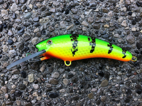 Hot Perch - Orange Belly