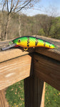 Perch - Orange Belly