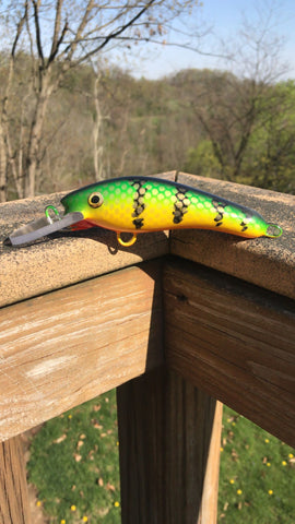 Perch - Orange Belly