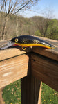 Black Perch - Orange Belly
