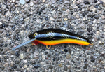 Black Perch - Orange Belly