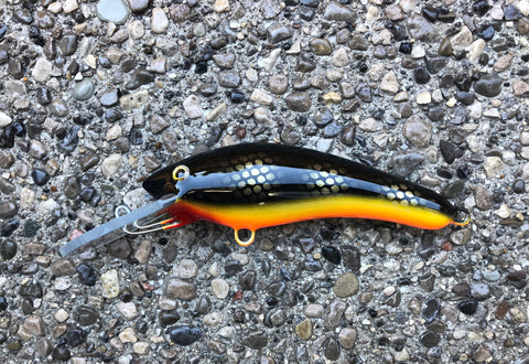 Black Perch - Orange Belly