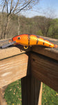 Orange Perch - White Belly - 4.5KO